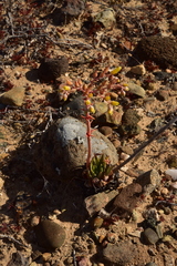 Dudleya acuminata