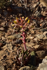 Dudleya acuminata