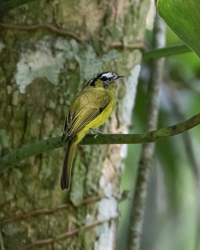 Southern Bristle Tyrant (Pogonotriccus eximius), photo 2