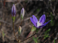 Brodiaea stellaris
