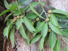 Ficus pertusa