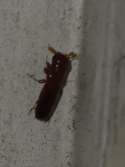 Euplatypus compositus