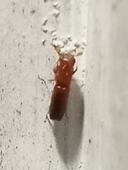 Euplatypus compositus