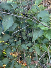 Solanum nigrum