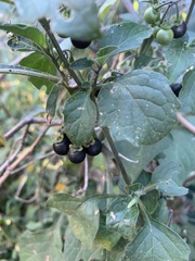 Solanum nigrum