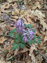 Corydalis solida