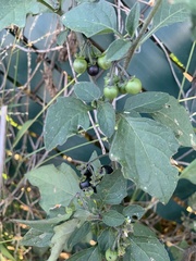 Solanum nigrum