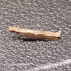 Hypatima spathota