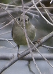 Corthylio calendula calendula