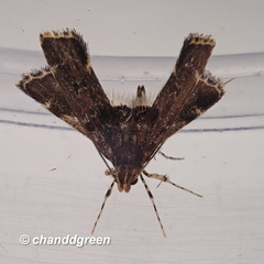 Nosphistica bisinuata