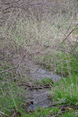 Corthylio calendula calendula
