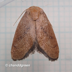 Spatulifimbria castaneiceps