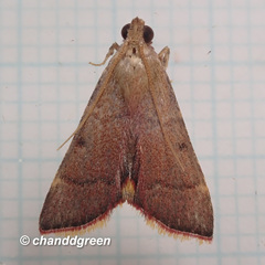 Hypsopygia mauritialis