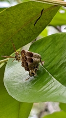 Mischocyttarus basimacula