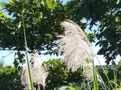 Miscanthus floridulus