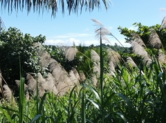 Miscanthus floridulus