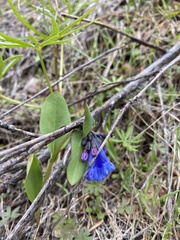 Mertensia longiflora