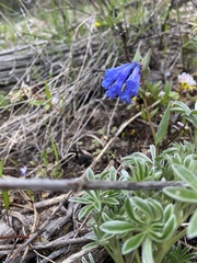 Mertensia longiflora