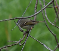 Corthylio calendula calendula