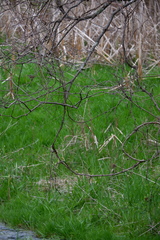 Corthylio calendula calendula