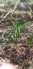 Leucojum vernum