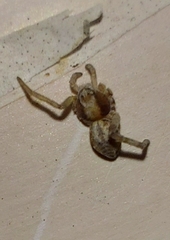 Xysticus ulmi
