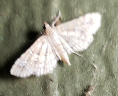 Salvinia Stem Borer Moth photo 6