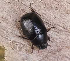 Apogonia cribricollis