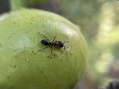 Camponotus anthrax