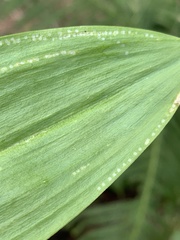 Phytomyza gymnostoma