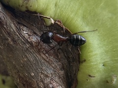 Camponotus anthrax