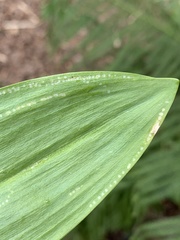Phytomyza gymnostoma