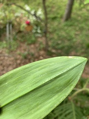 Phytomyza gymnostoma