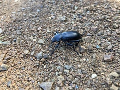 Eleodes grandicollis