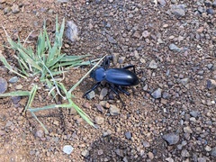 Eleodes grandicollis