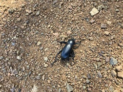 Eleodes grandicollis