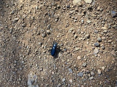 Eleodes grandicollis