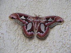 Rothschildia jacobaeae