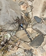 Rhionaeschna