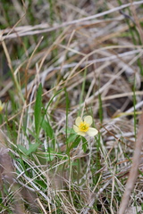 Trollius laxus laxus