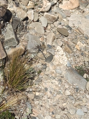 Rhionaeschna