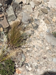 Rhionaeschna