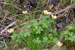 Trollius laxus laxus