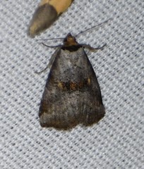 Hyperstrotia flaviguttata