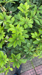 Heptapleurum arboricola