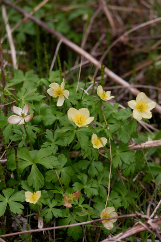 Image of Trollius laxus by (c) Bonnie Semmling, some rights reserved (CC BY)