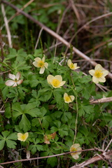 Trollius laxus laxus