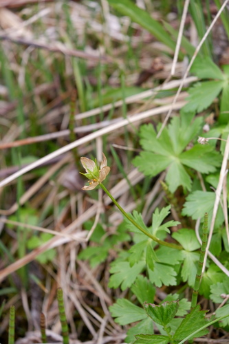 Image of Trollius laxus by (c) Bonnie Semmling, some rights reserved (CC BY)