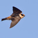 Cave Swallow - Photo (c) Greg Lasley, some rights reserved (CC BY-NC), uploaded by Greg Lasley