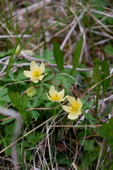 Trollius laxus laxus